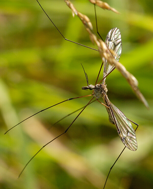 Crane Fly #1