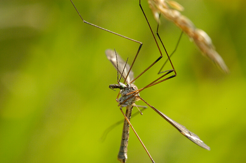 Crane Fly