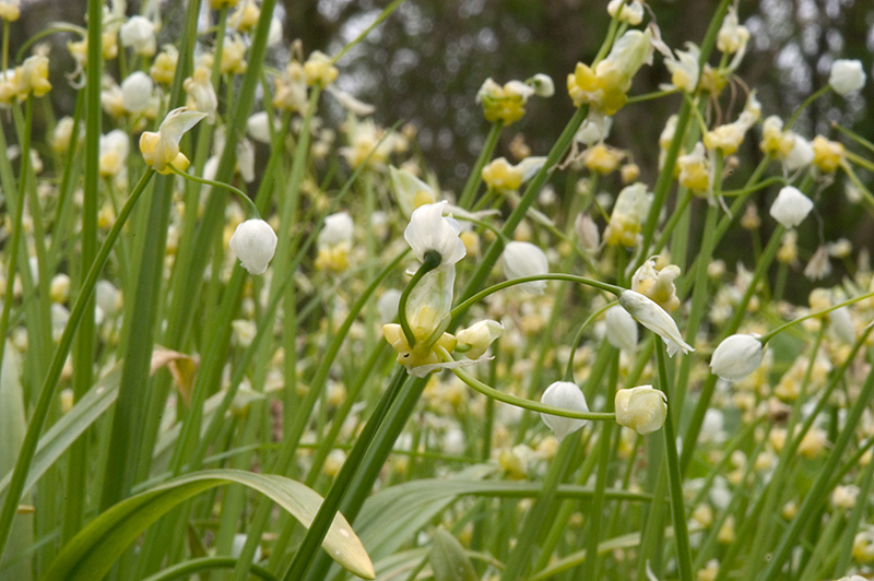 Field Garlic