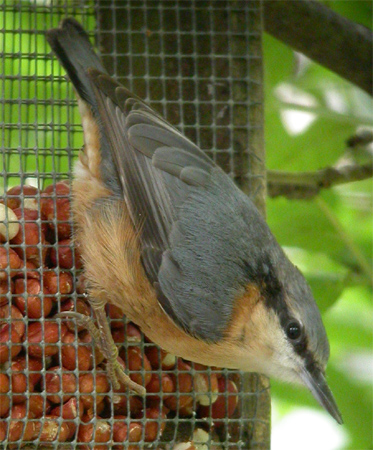 Nuthatch