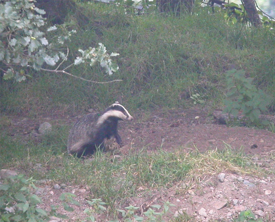 Badger