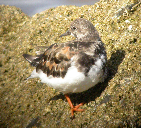Turnstone