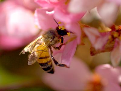 Bee On Flower