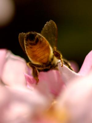 Business End  Of Bee