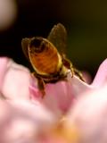 Business End  Of Bee