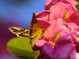 Moth