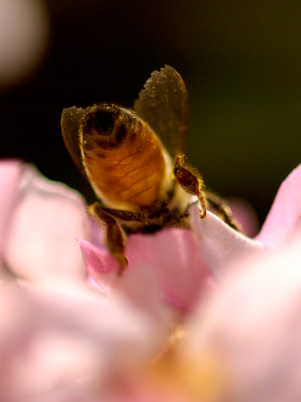 Business End  Of Bee