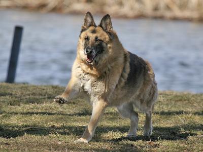 Cody 06
