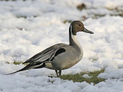 Northern Pintail 03