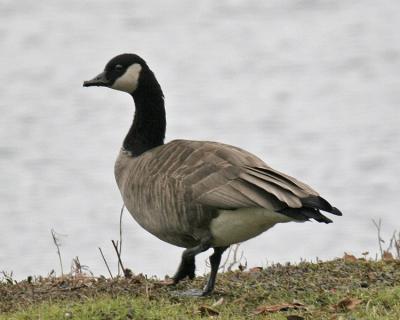 Richardson's Cackling Goose 01