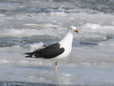 Great Black-backed  05