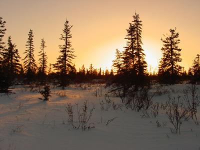treeline boreal forest_s.jpg
