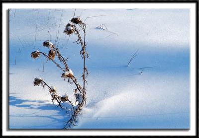 Simple Winter Scene