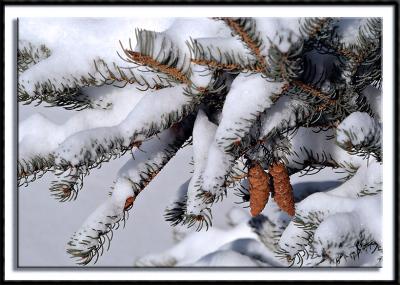 Snowy Pine Branch