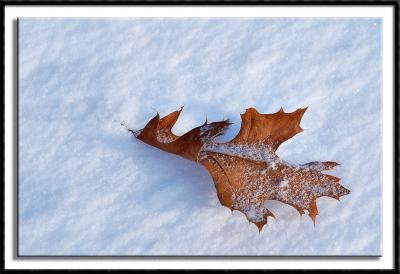 Frozen Leaf