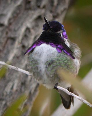 Costa's Hummingbird