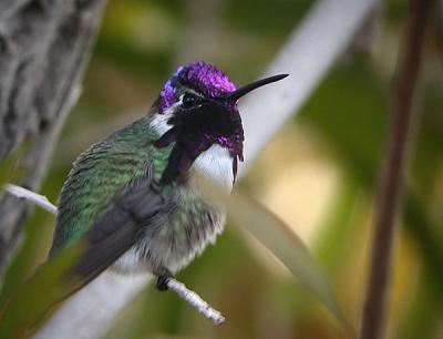 Costa's Hummingbird