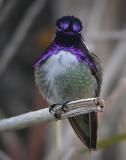 Costas Hummingbird