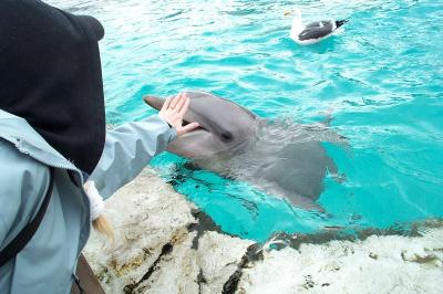 Me Touching Dolphin in California