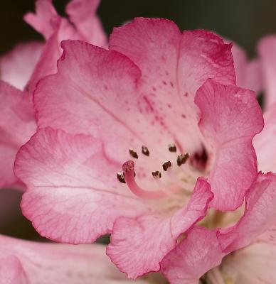 186 Rhododendron.