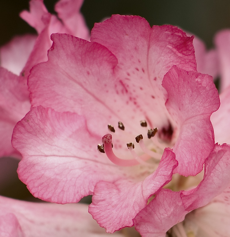 186 Rhododendron.