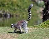 Ring Tailed Lemur