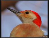 Red-bellied woodpecker