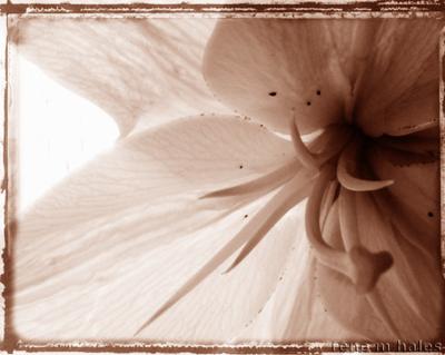 : Sepia Flower Framed :