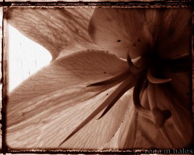 : Darker Sepia Flower :