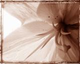: Sepia Flower Framed :