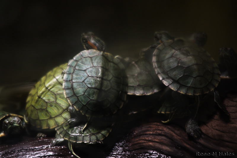 : Baby Turtles :
