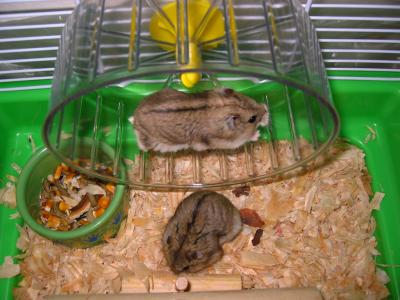 u16/hamster_yy/medium/42111146.IMG_1233.jpg