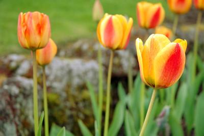 Tulips