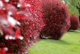 Red Bushes