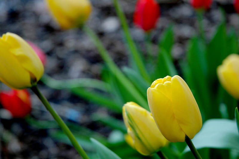 Tulips