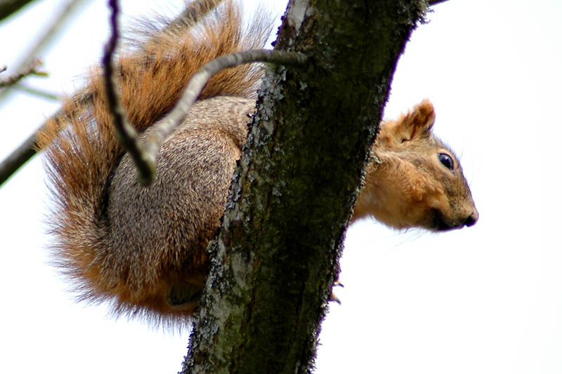 Squirrel