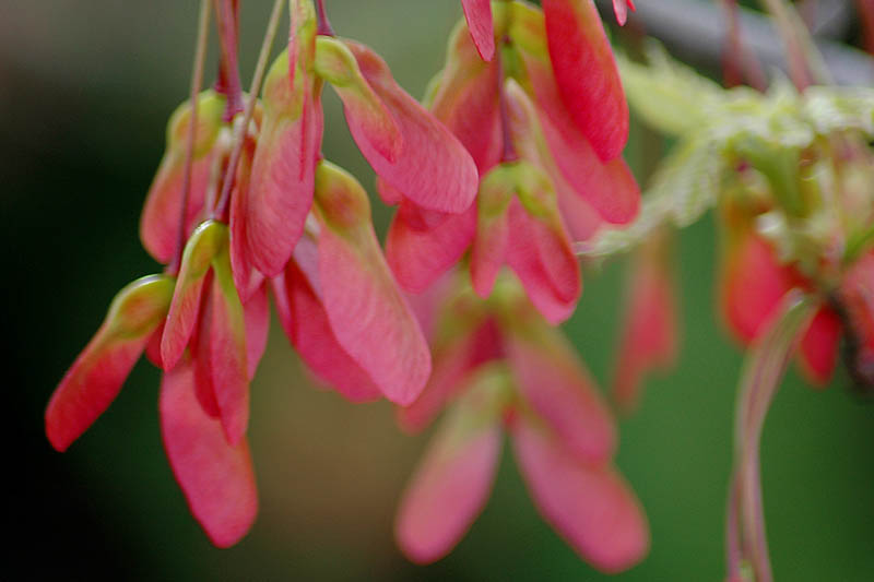 Maple seeds