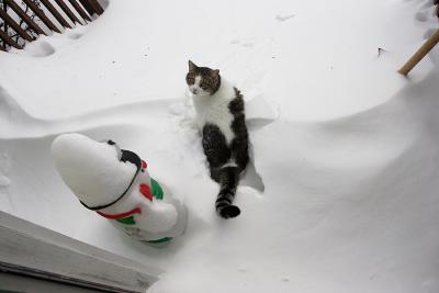 Sammo in the snow