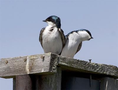 swallows.jpg