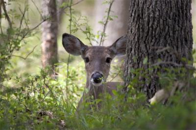 Bedded-Doe.jpg