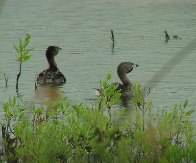 Pied-billed Grebe