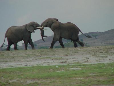 u16/helmutnc/medium/39054957.elephants.jpg
