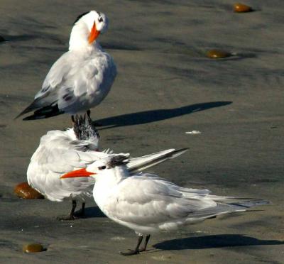 IMG_6665terns.jpg