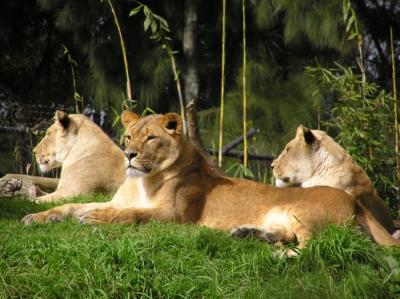 u16/hfalkner/medium/20144574.Lions.jpg