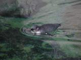 Small Penguin