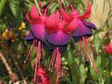 Fuchsias.JPG