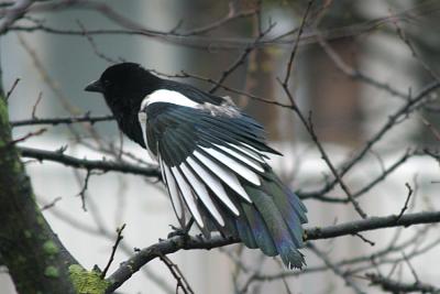 Pica Pica Magpie Ekster