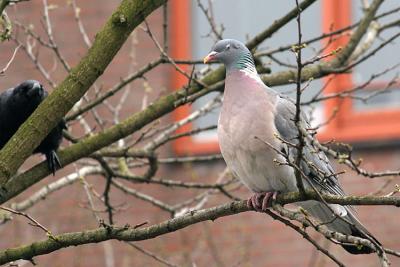 Columba palumbus Common wood pigeon Houtduif 