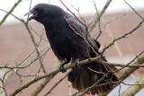 Corvus corone <br>Carrion crow <br> Zwarte kraai