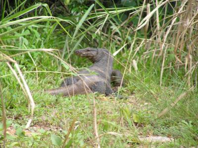 Malayan Water Monitor Lizard